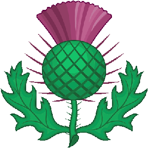 Scottish Thistle